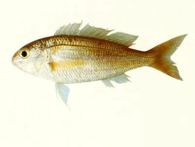 Red filament threadfin bream (Nemipterus marginatus)