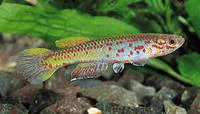 Red-finned killi (Aphyosemion amoenum)