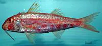 Red goatfish (Mullus auratus)