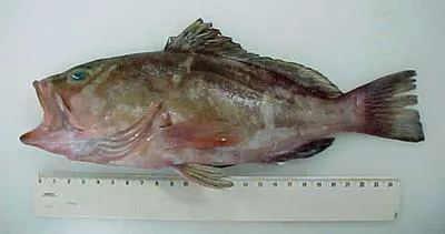 Red grouper (Epinephelus morio)