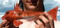 Red gurnard (Chelidonichthys cuculus)
