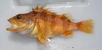 Red gurnard perch (Helicolenus percoides)