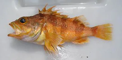 Red gurnard perch (Helicolenus percoides)