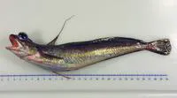 Red hake (Urophycis chuss)