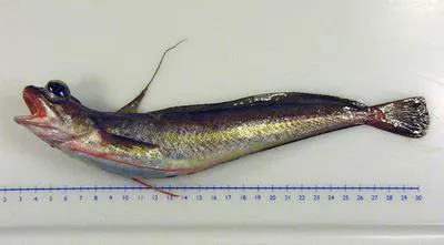 Red hake (Urophycis chuss)