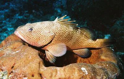 Red hind (Epinephelus guttatus)