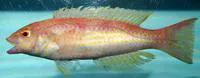Red hogfish (Decodon puellaris)