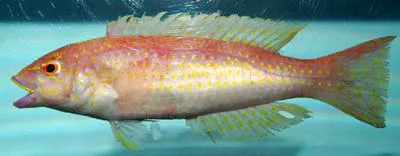 Red hogfish (Decodon puellaris)