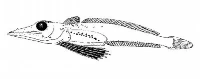 Red icefish (Channichthys rugosus)