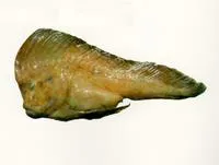 Red indianfish (Pataecus fronto)