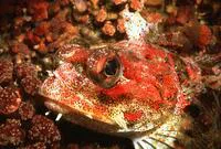 Red Irish lord (Hemilepidotus hemilepidotus)