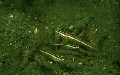 Red-lined sleeper (Valenciennea immaculata)
