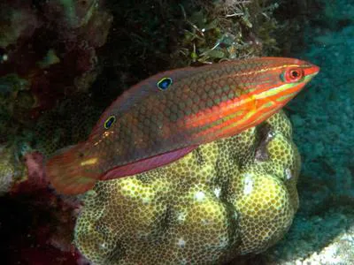 Red-lined wrasse (Halichoeres biocellatus)