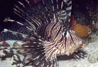 Red lionfish (Pterois volitans)