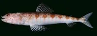 Red lizard fish (Synodus ulae)