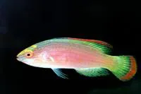 Red-margined wrasse (Cirrhilabrus rubrimarginatus)