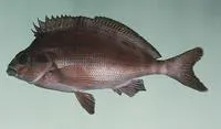 Red morwong (Cheilodactylus fuscus)