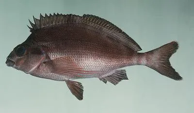Red morwong (Cheilodactylus fuscus)