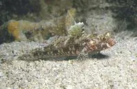 Red-mouthed goby (Gobius cruentatus)
