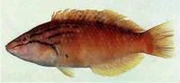 Red naped wrasse (Pseudolabrus eoethinus)