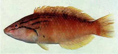 Red naped wrasse (Pseudolabrus eoethinus)
