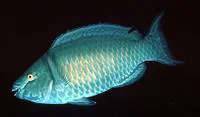 Red parrotfish (Scarus xanthopleura)