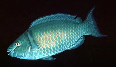 Red parrotfish (Scarus xanthopleura)