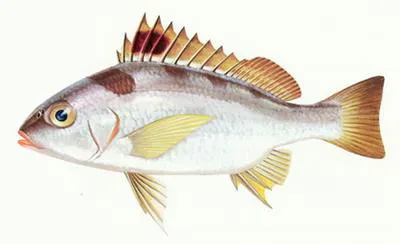 Red patched grunter (Pomadasys unimaculatus)