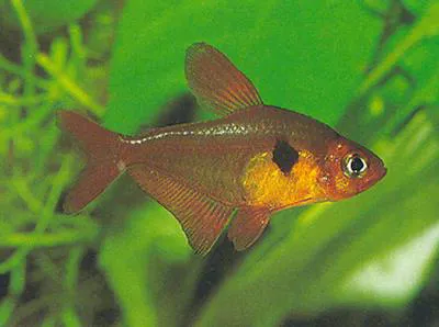 Red phantom tetra (Hyphessobrycon sweglesi)