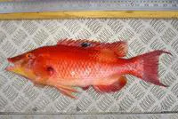 Red pigfish (Bodianus unimaculatus)