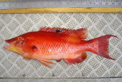Red pigfish (Bodianus unimaculatus)