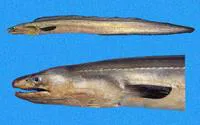 Red pike conger (Cynoponticus coniceps)