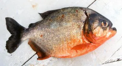Red piranha (Pygocentrus nattereri)