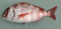 Red porgy (Pagrus pagrus)
