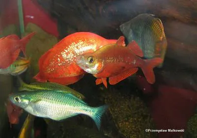 Red rainbowfish (Glossolepis incisus)