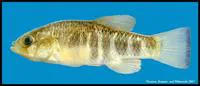 Red River pupfish (Cyprinodon rubrofluviatilis)