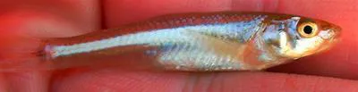 Red River shiner (Notropis bairdi)