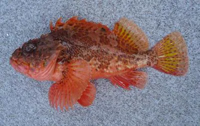 Red rock cod (Scorpaena papillosa)