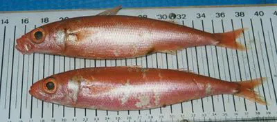 Red rover (Emmelichthys ruber)