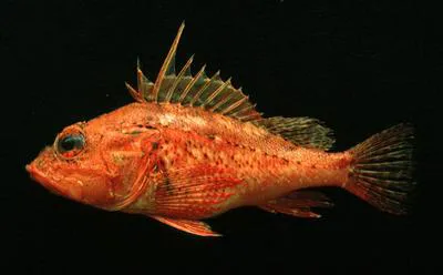 Red scorpionfish (Pontinus furcirhinus)