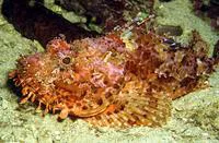 Red scorpionfish (Scorpaena scrofa)