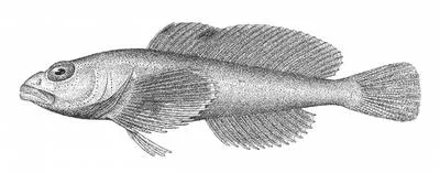 Red sculpin (Procottus jeittelesii)