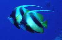 Red Sea bannerfish (Heniochus intermedius)