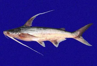 Red sea catfish (Bagre pinnimaculatus)