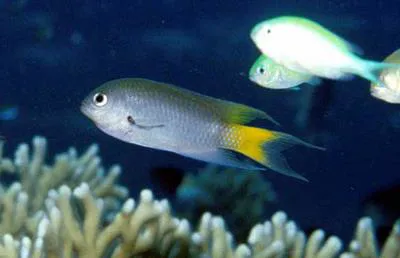 Red Sea demoiselle (Neopomacentrus xanthurus)