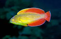 Red Sea eightline flasher (Paracheilinus octotaenia)