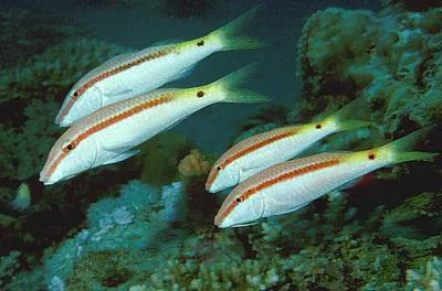 Red Sea goatfish (Parupeneus forsskali)