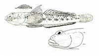 Red Sea goby (Silhouettea aegyptia)