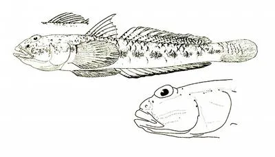Red Sea goby (Silhouettea aegyptia)