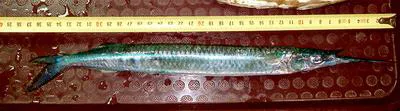 Red Sea halfbeak (Hyporhamphus gamberur)
